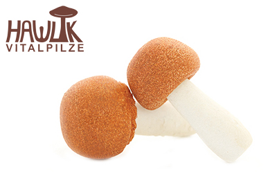 Agaricus Blazei Murill | Original Hawlik