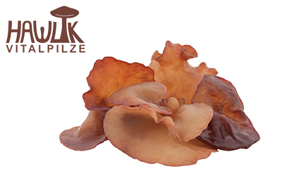 Auricularia | Original Hawlik