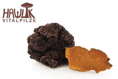 Chaga | Original Hawlik