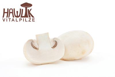 Champignon | Original Hawlik