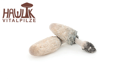 Coprinus | Original Hawlik