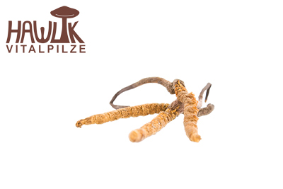 Cordyceps | Original Hawlik