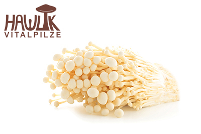 Enoki | Original Hawlik