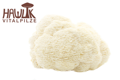 Hericium | Original Hawlik