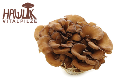 Maitake | Original Hawlik