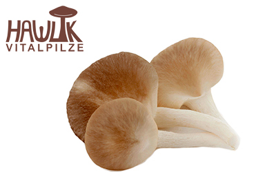 Pleurotus | Original Hawlik