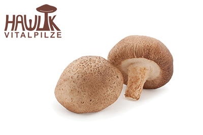 Shiitake | Original Hawlik