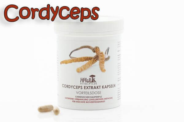 Cordyceps | Original Hawlik